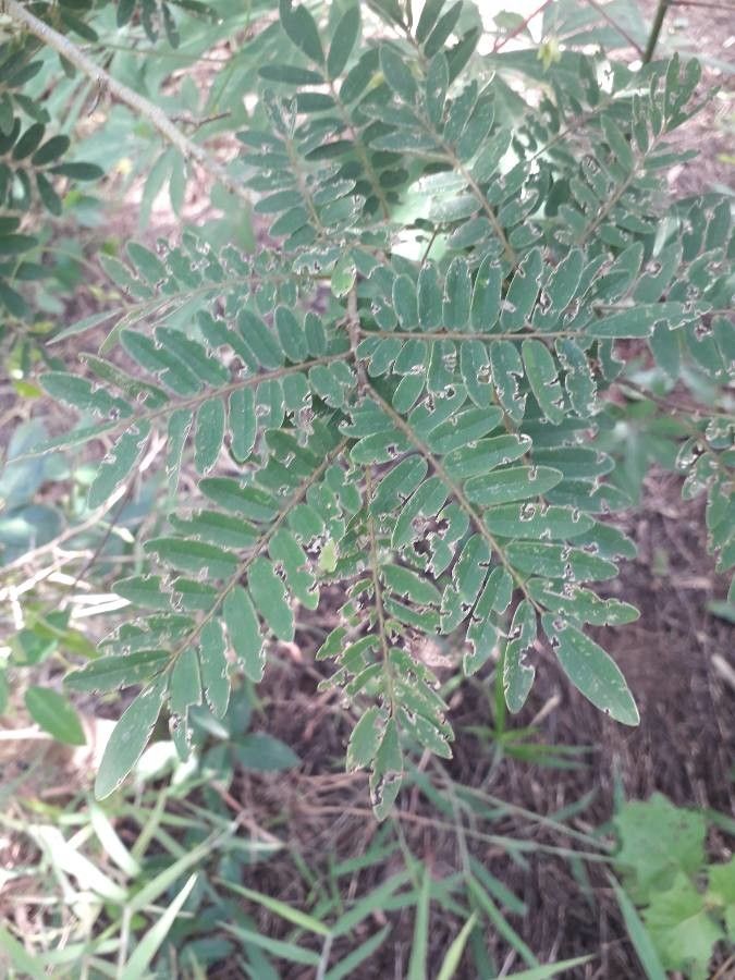Machaerium nyctitans leaf