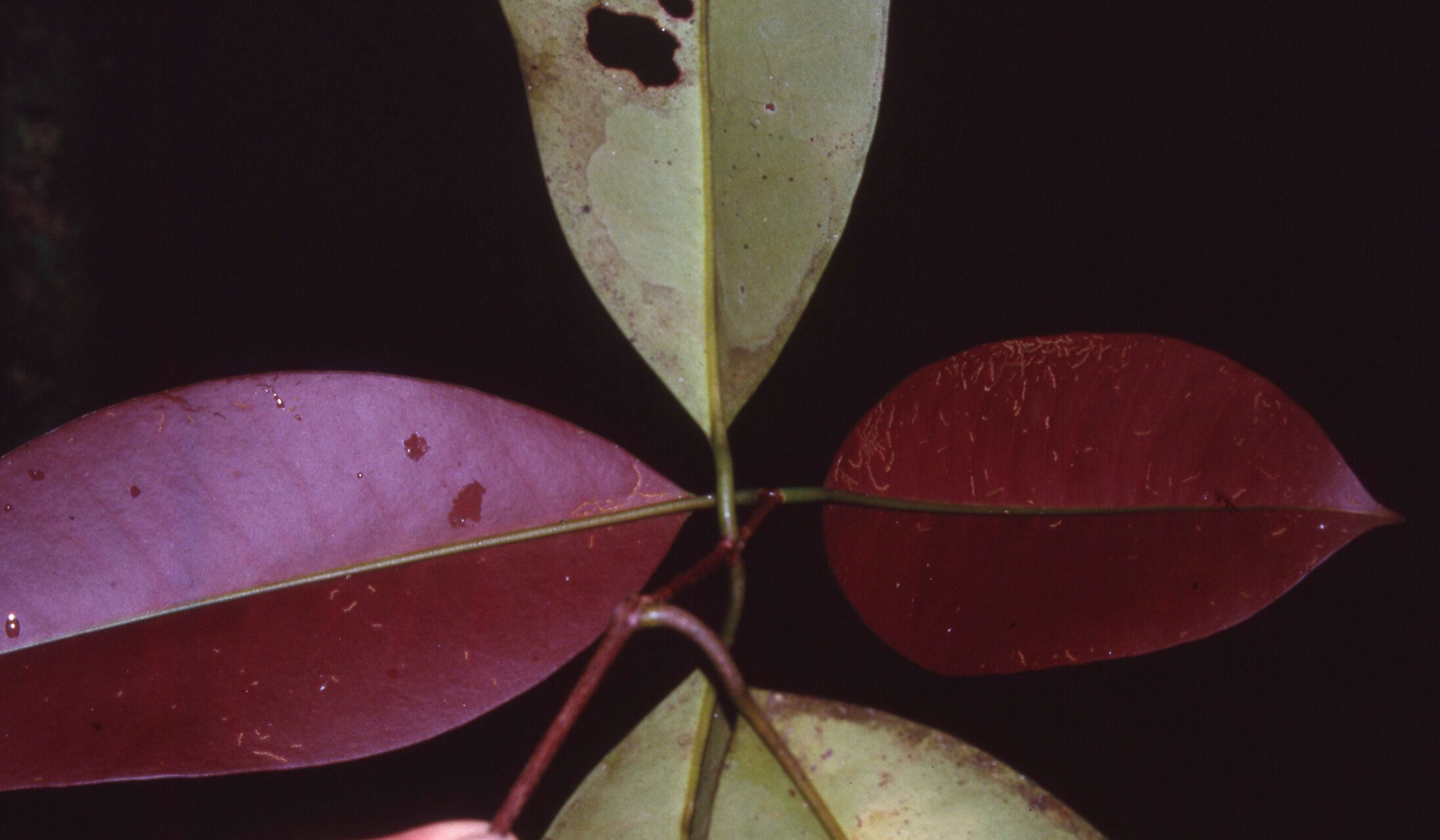 Myrcianthes prodigiosa — houseplant care guide