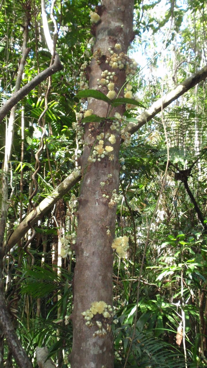 Syzygium cormiflorum bark