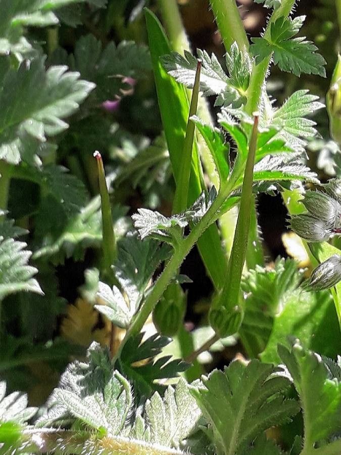 Erodium ciconium fruit