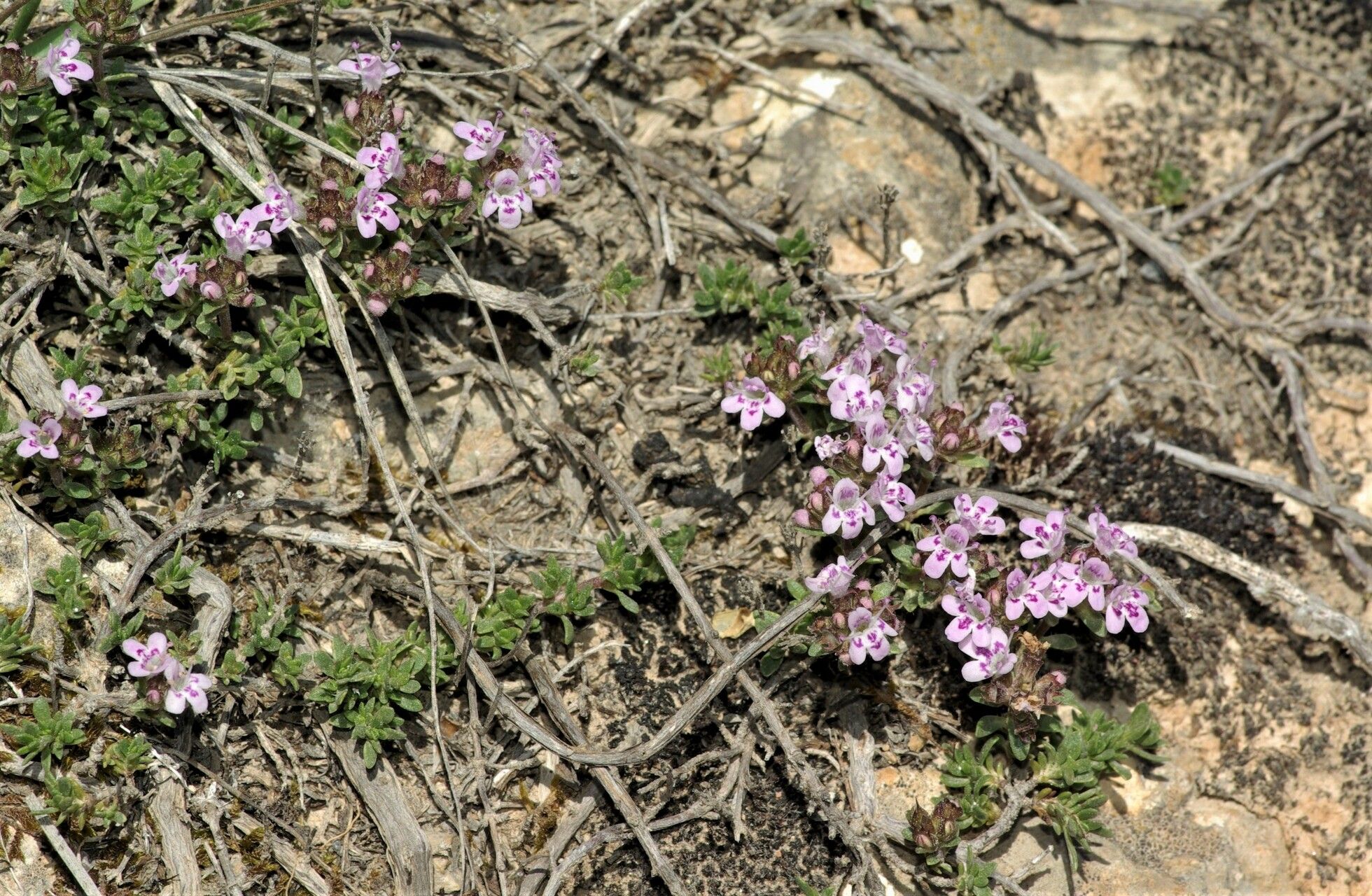 Thymus herba-barona flower