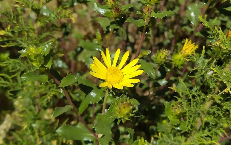 Grindelia lanceolata flower