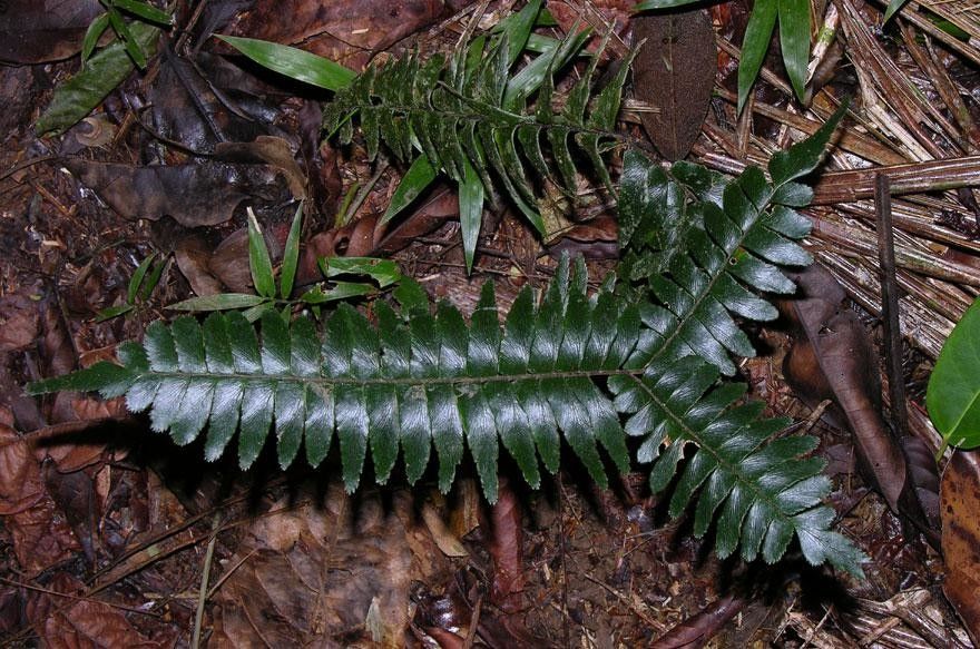 Adiantum obliquum — search result for 'Adiantum'