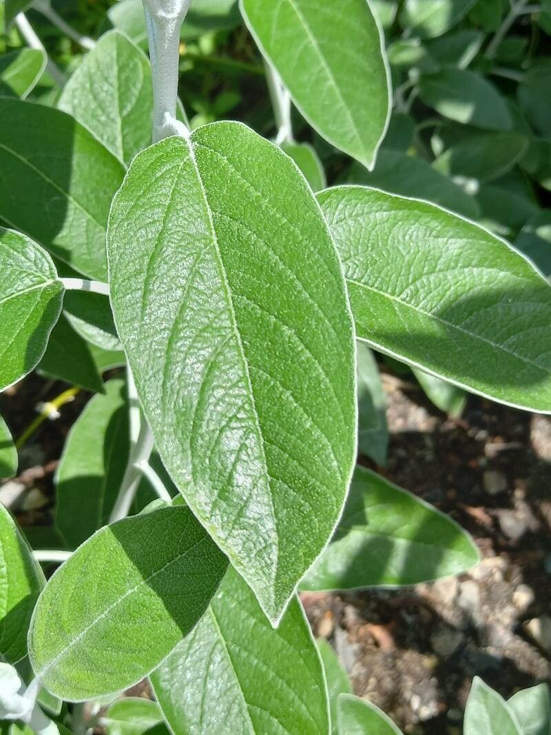 Salvia discolor leaf