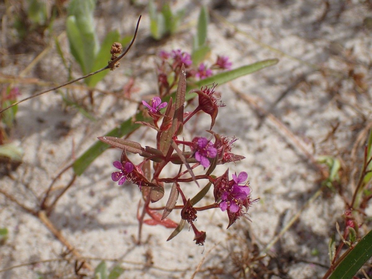 Ammannia erecta flower