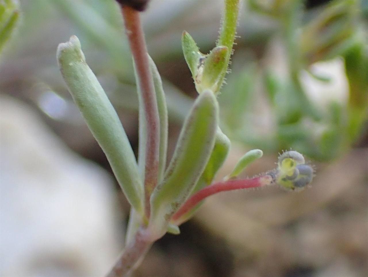 Linaria supina fruit