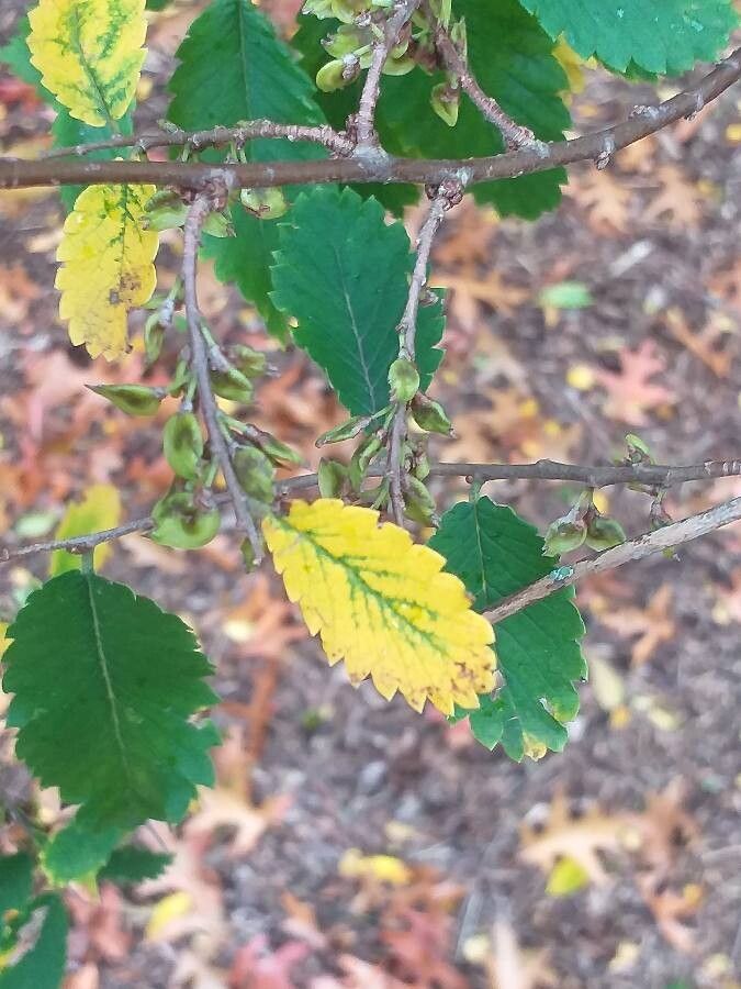 Hemiptelea davidii fruit