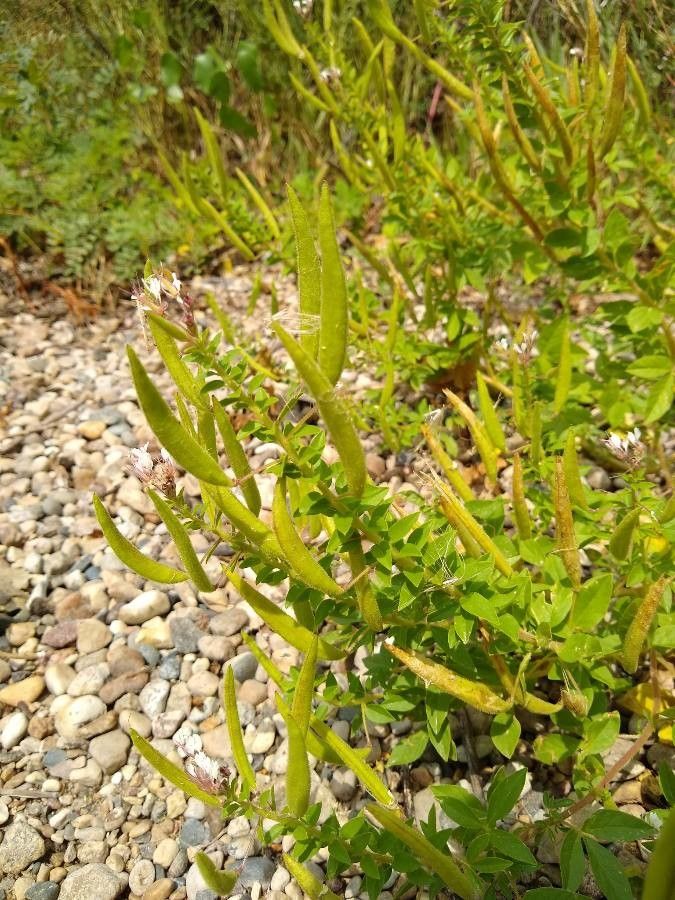 Polanisia dodecandra fruit