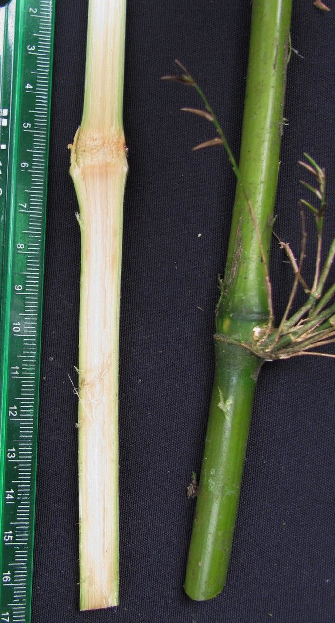 Chusquea virgata — houseplant care guide