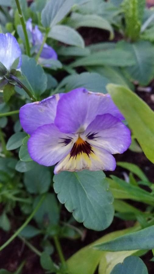 Viola X Wittrockiana flower