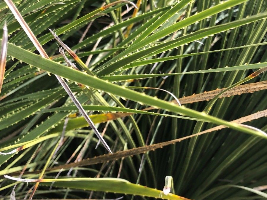 Dasylirion leiophyllum — search result for 'Yucca'