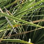 Dasylirion leiophyllum