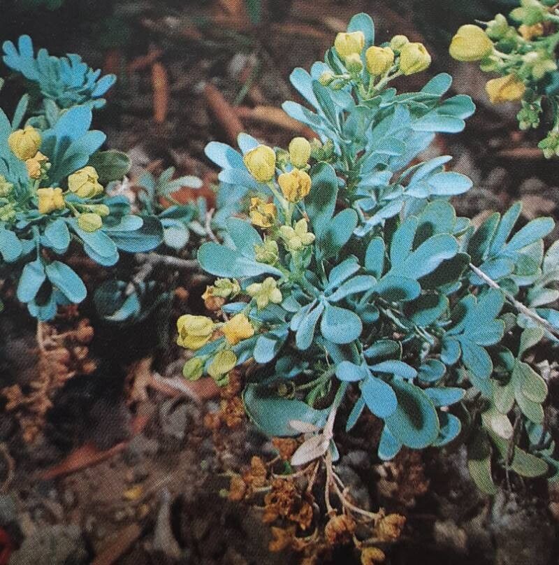 Ruta oreojasme — houseplant care guide