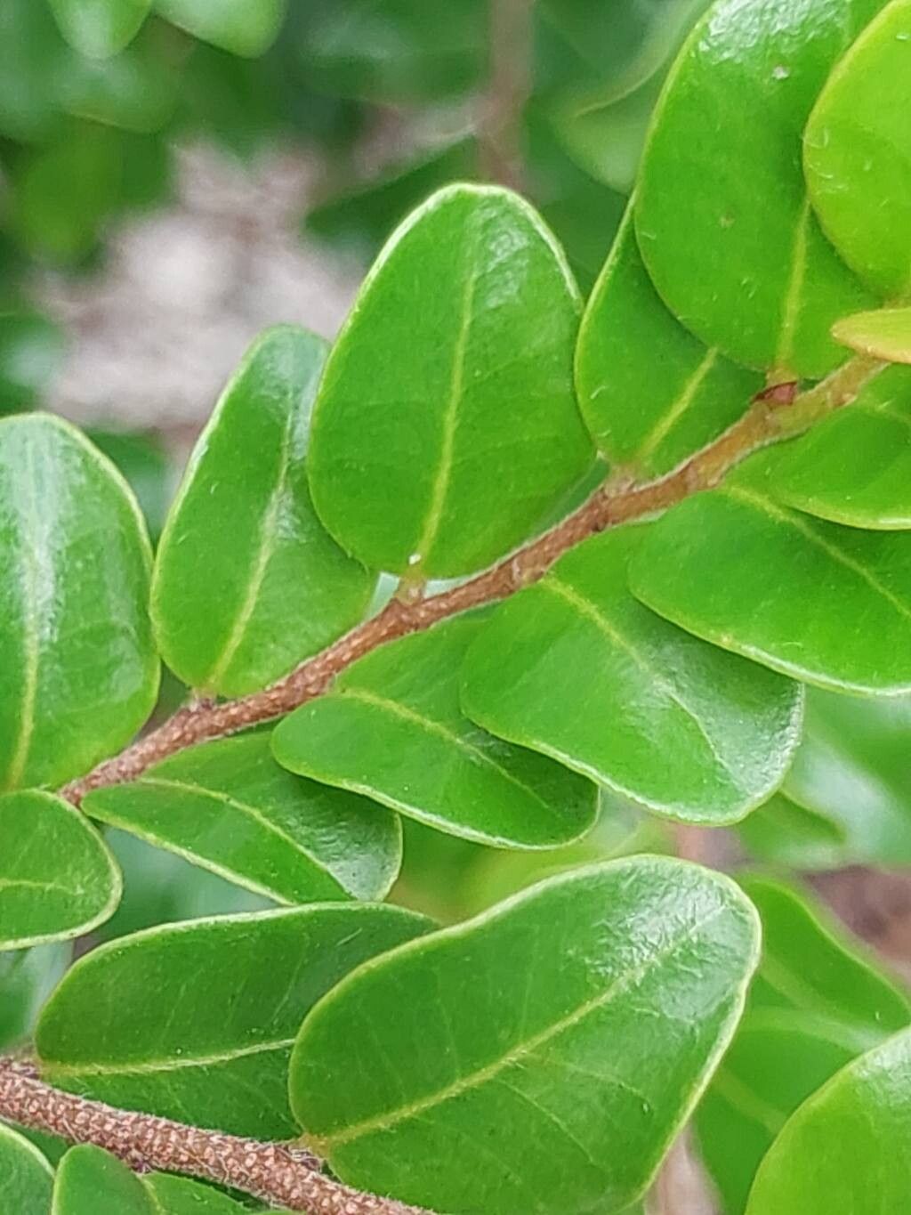 Leptolaena pauciflora — houseplant care guide