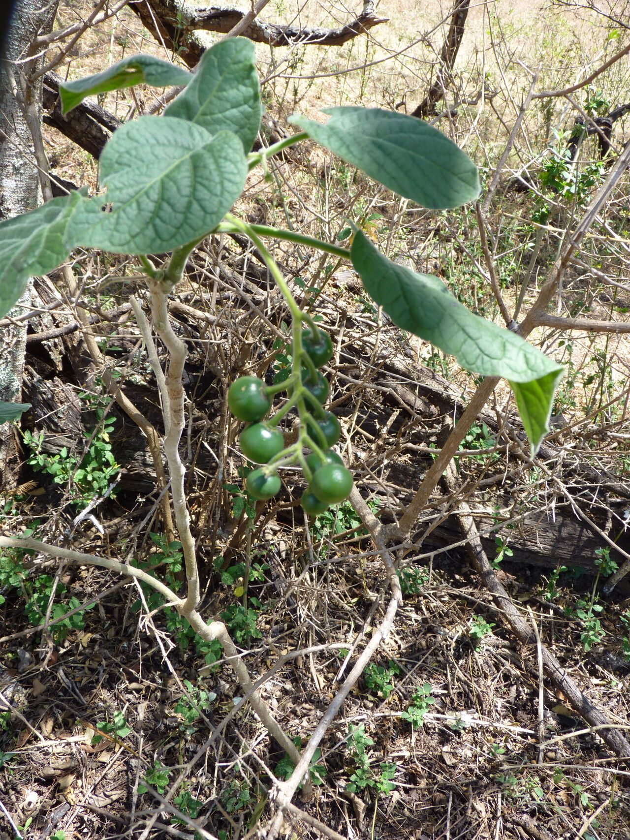 Solanum amotapense fruit