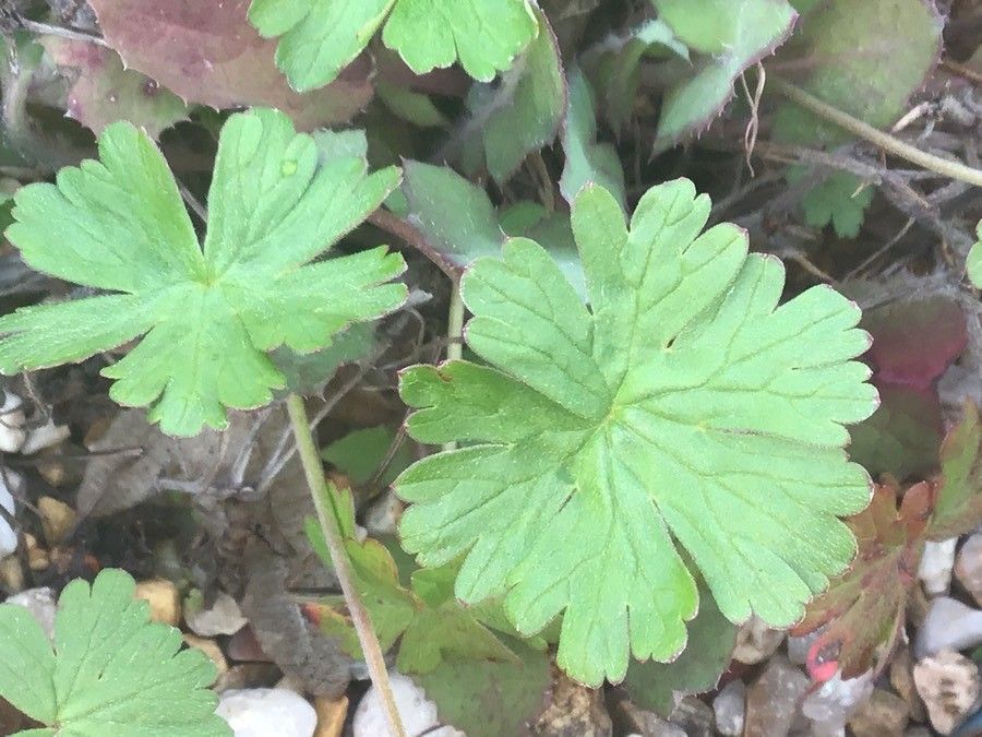 Geranium thunbergii — search result for 'Geranium'