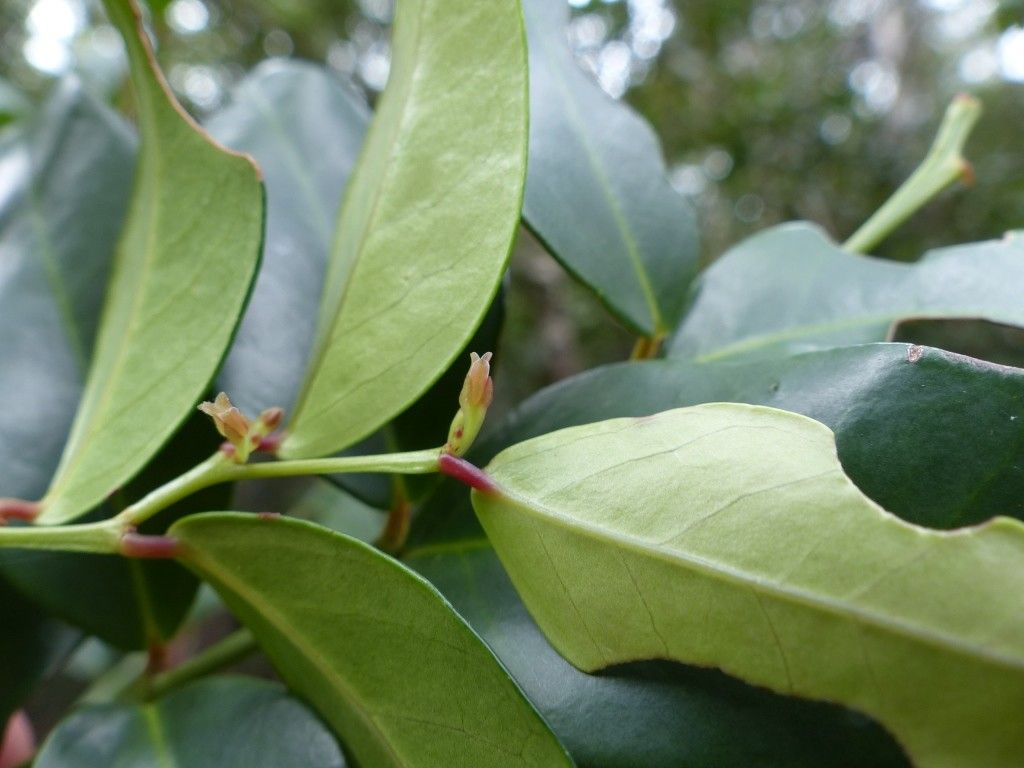 Phyllanthus pinjenensis habit
