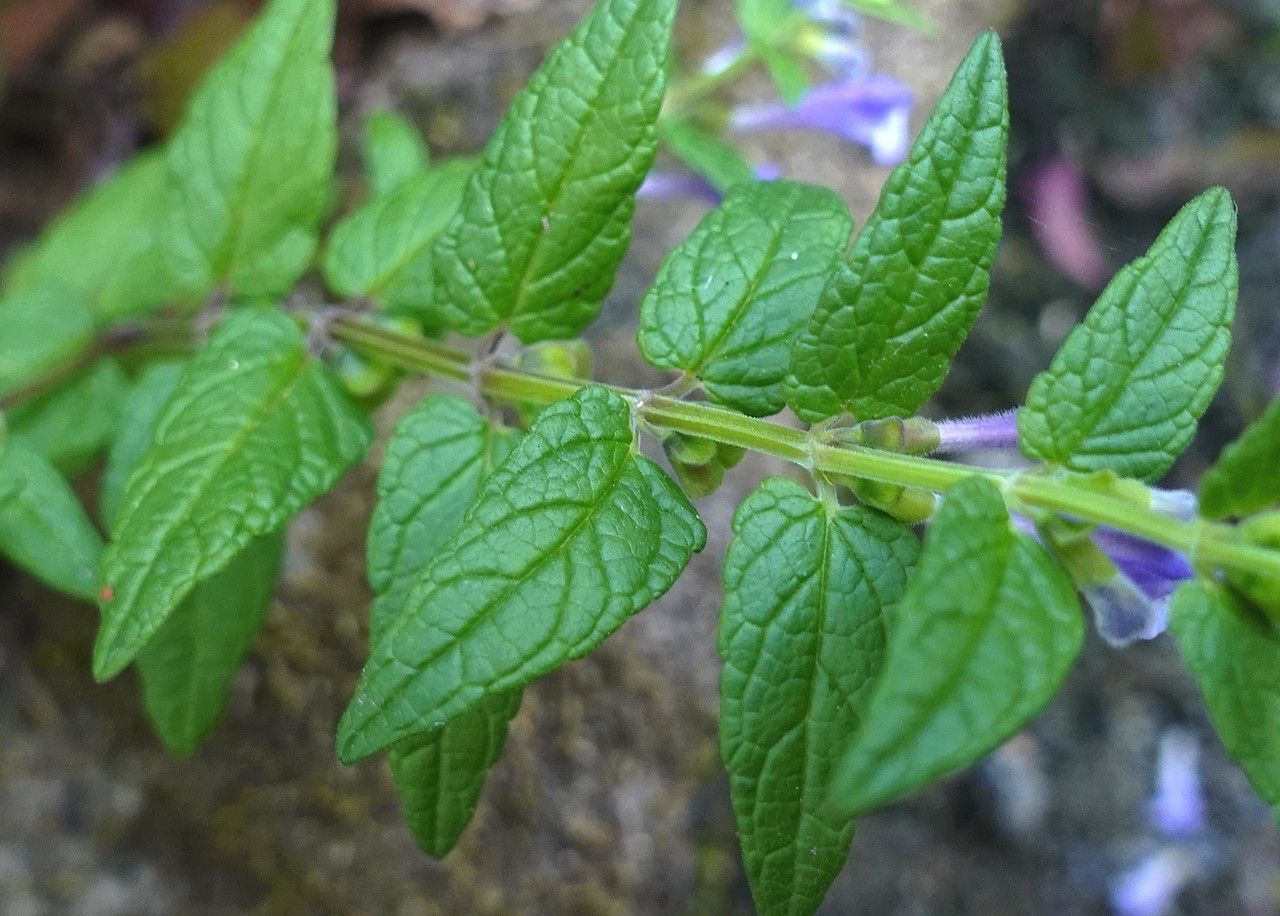 Scutellaria galericulata — herb houseplant
