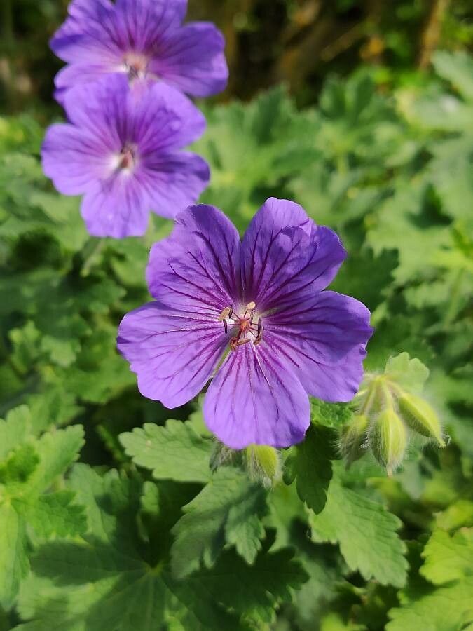 Geranium ibericum flower