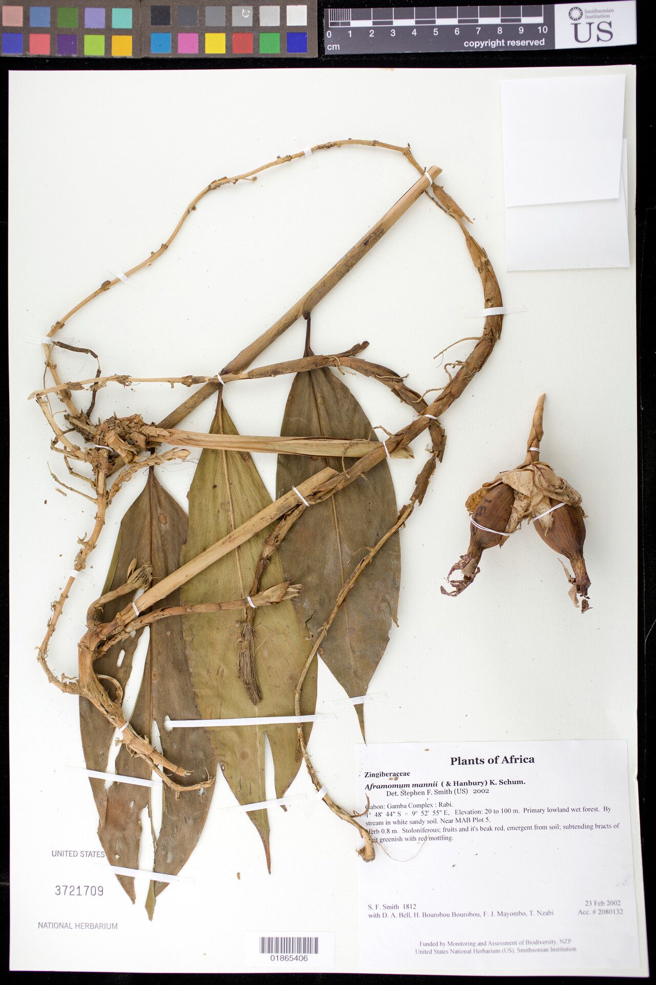 Aframomum mannii — houseplant care guide