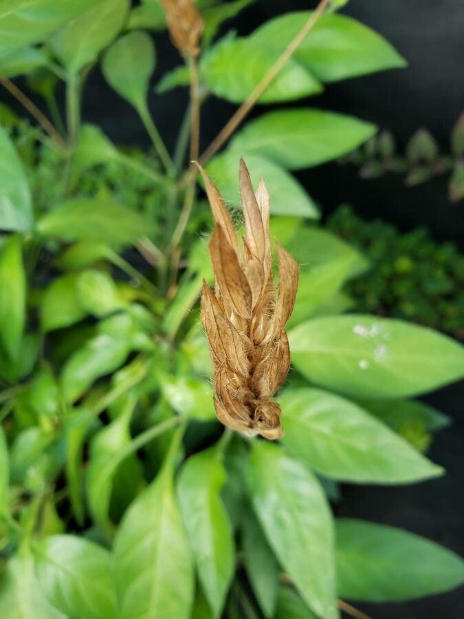 Crossandra nilotica fruit