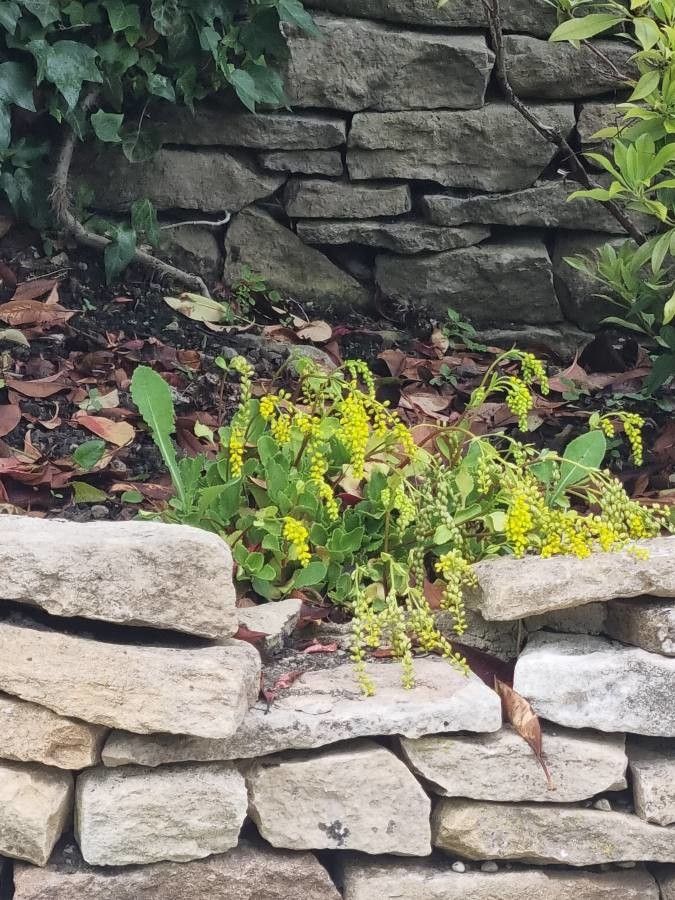 Chiastophyllum oppositifolium flower