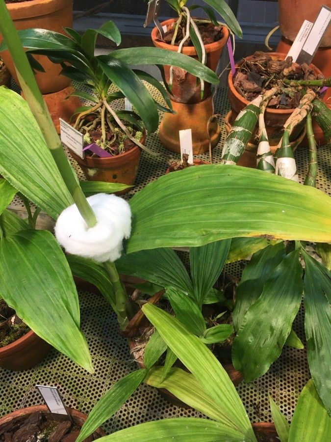 Calanthe wallichii — houseplant care guide