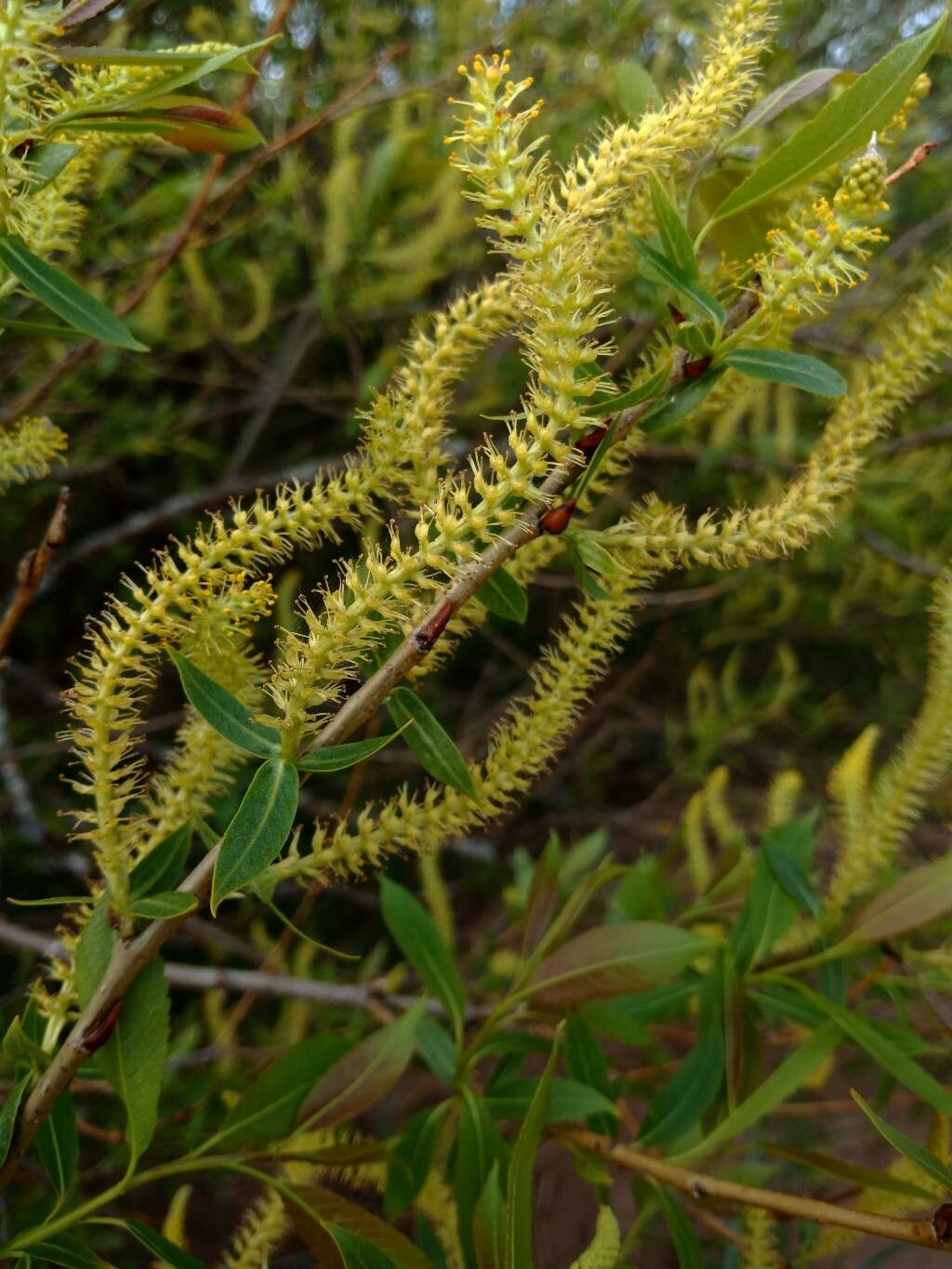 Salix laevigata flower