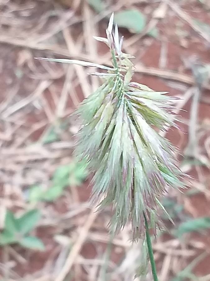 Harpachne schimperi flower