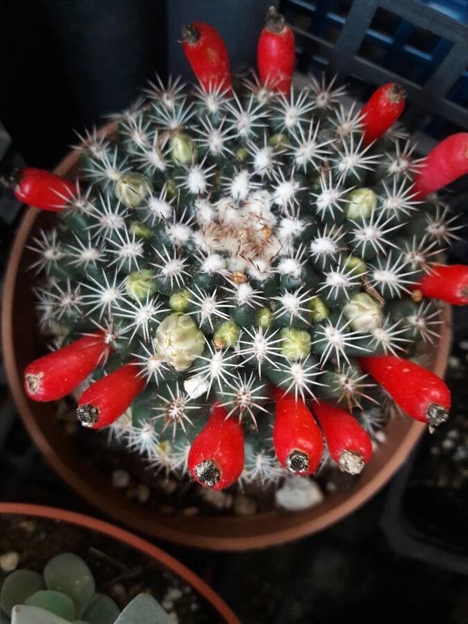 Mammillaria heyderi fruit