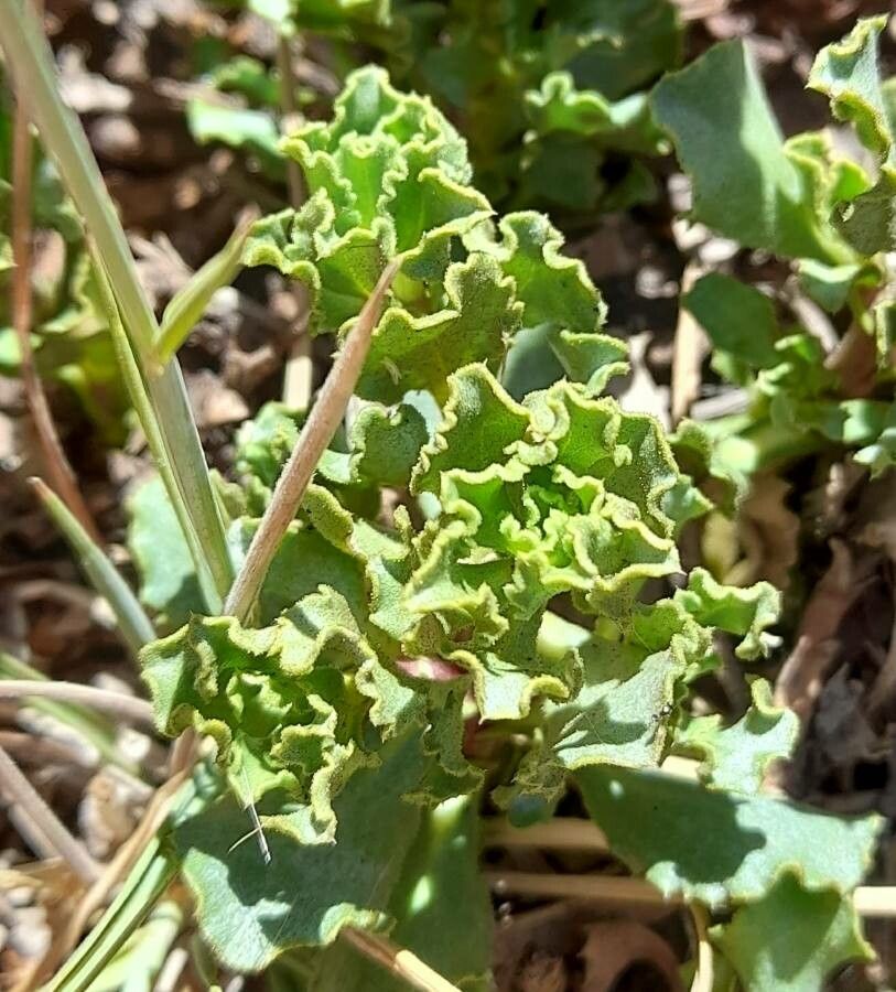 Haplopappus scrobiculatus — houseplant care guide