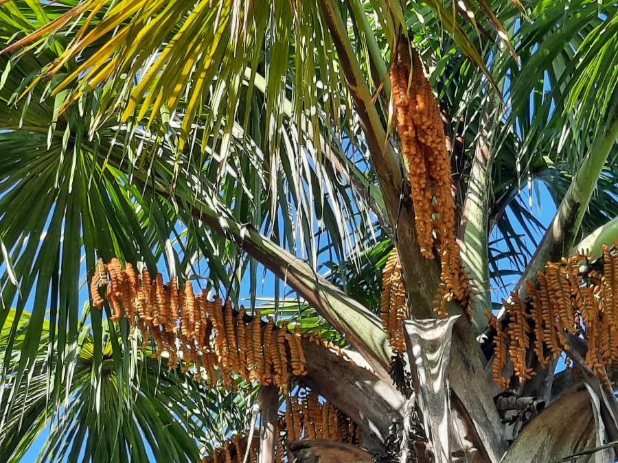 Mauritia flexuosa flower