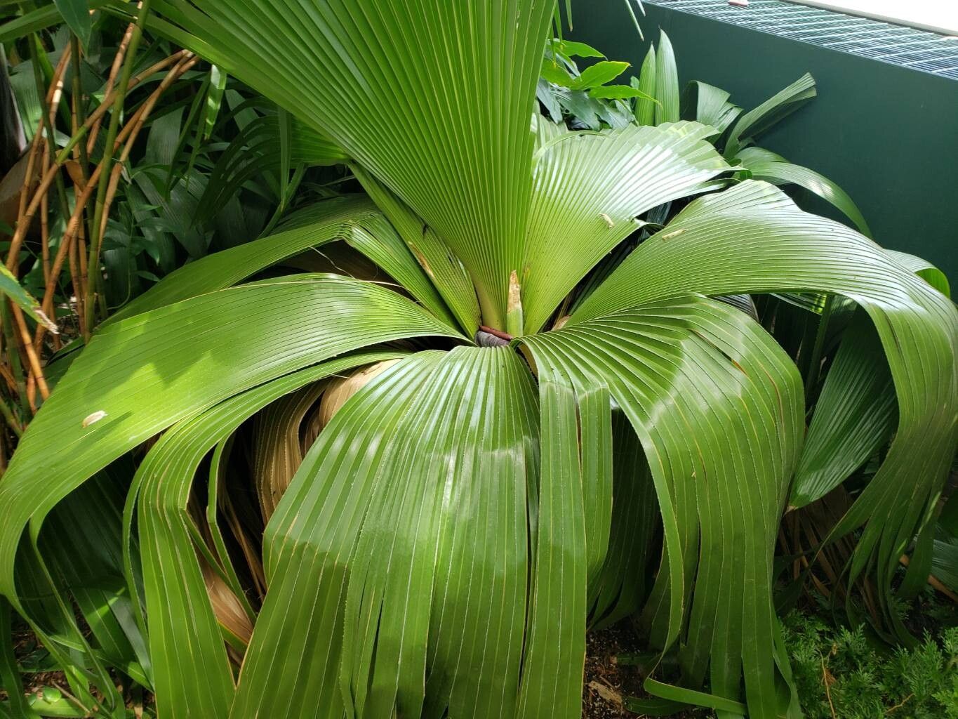 Copernicia macroglossa habit