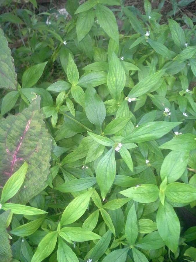 Spermacoce glabra leaf