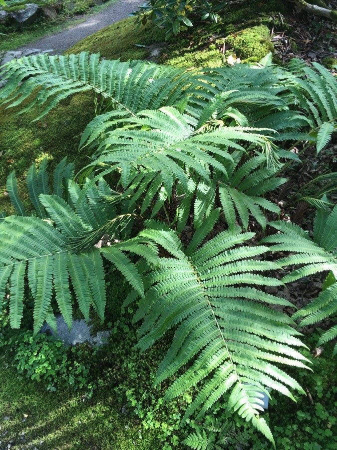 Onoclea orientalis habit