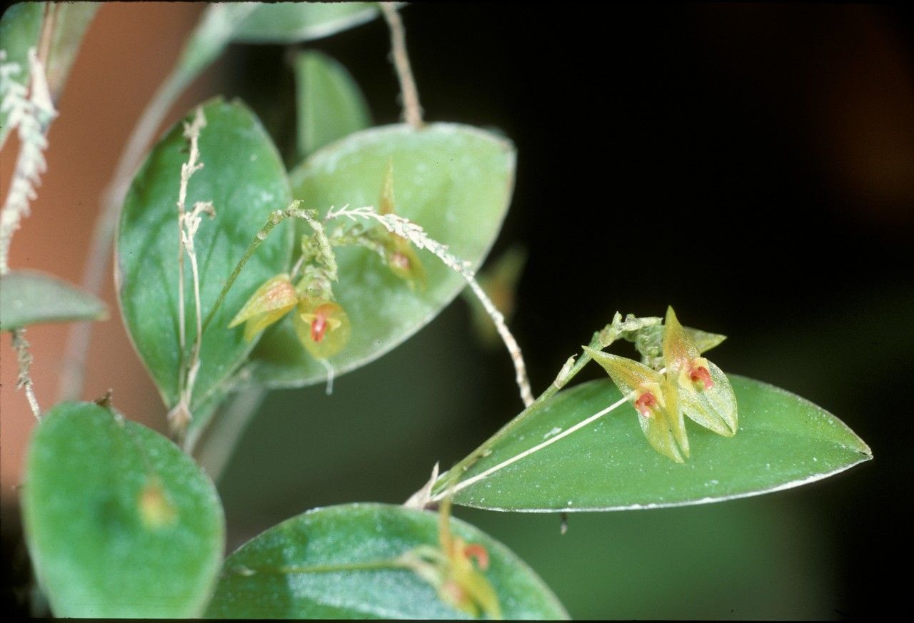 Lepanthes tridentata — houseplant care guide