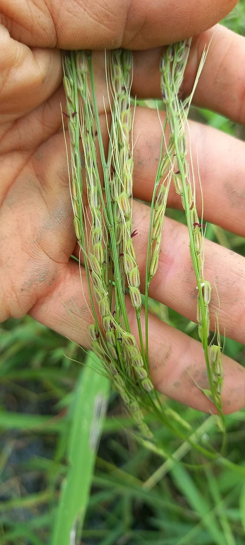 Oryza latifolia fruit