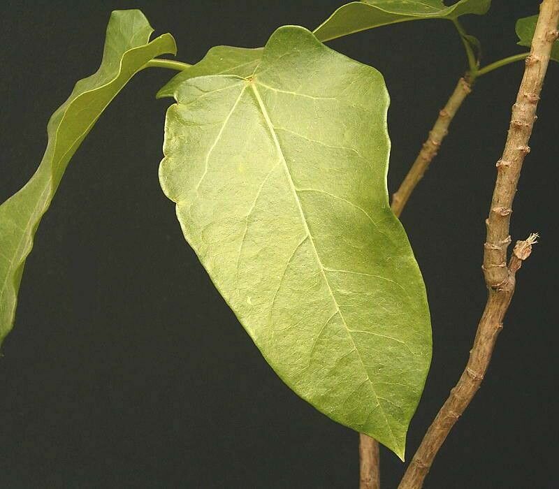 Jatropha variifolia — houseplant care guide