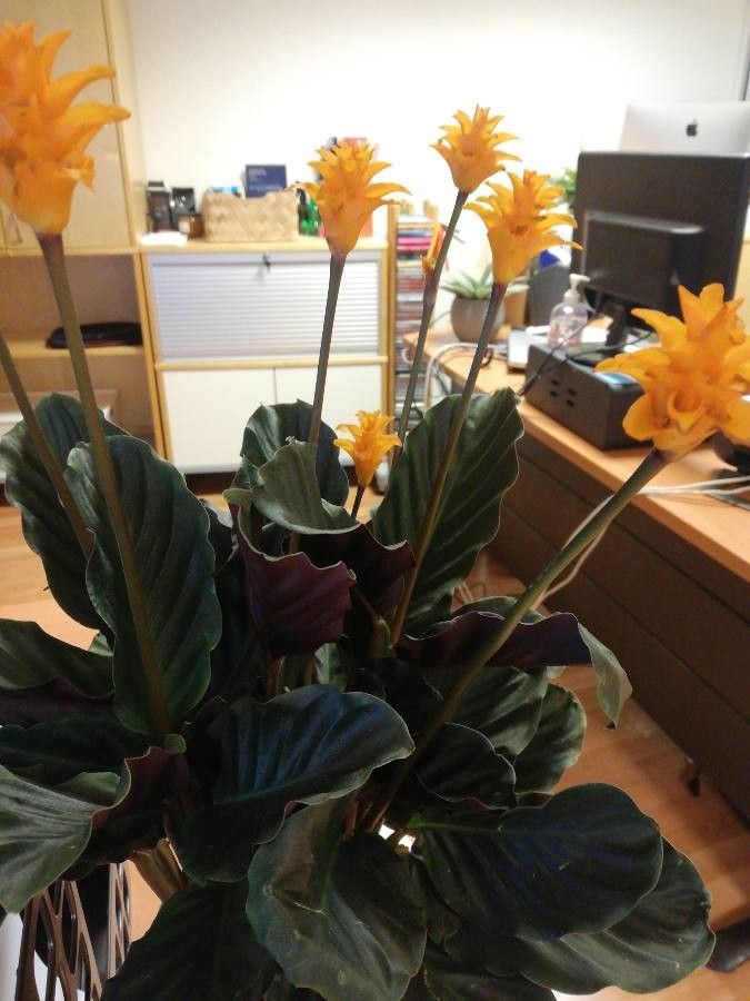 Calathea crocata habit