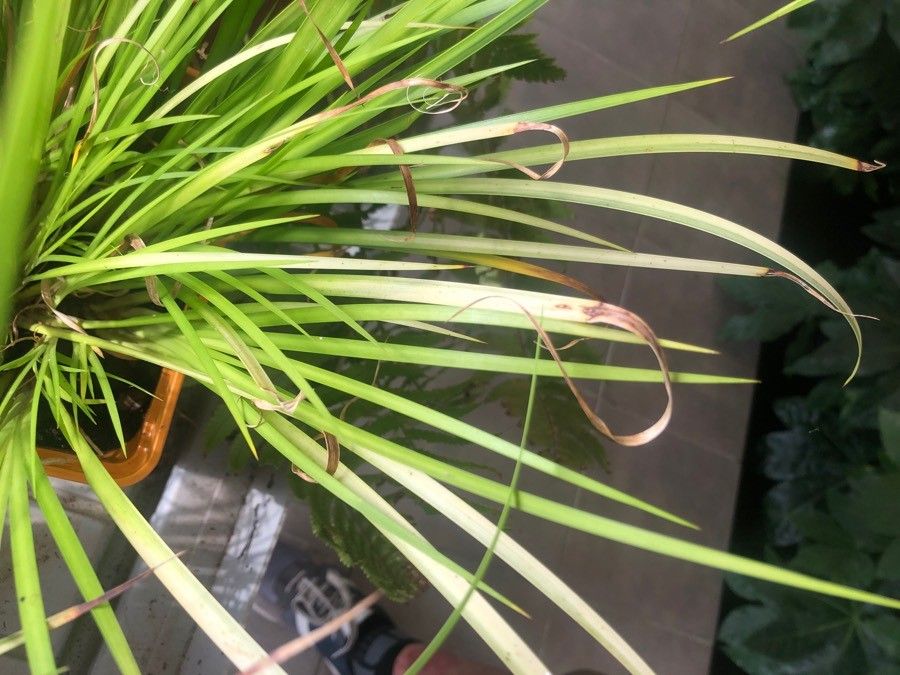 Acorus gramineus leaf