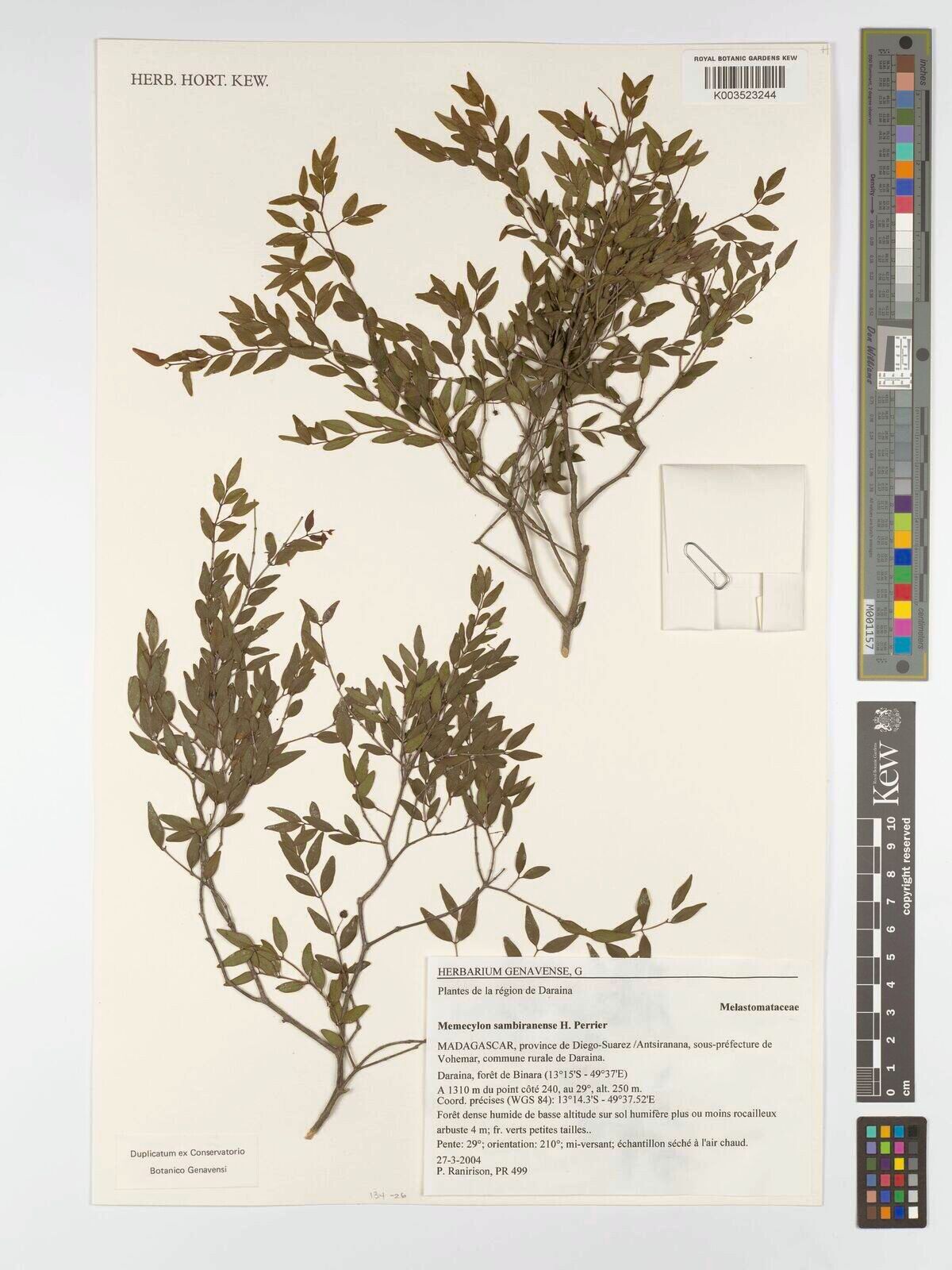 Memecylon sambiranense — houseplant care guide