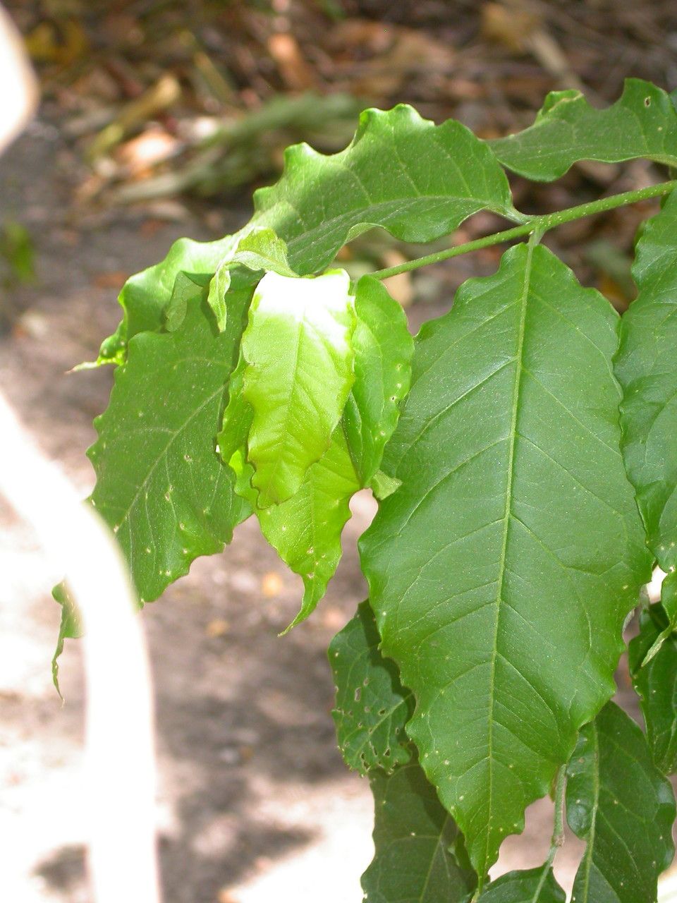 Bunchosia glandulifera leaf