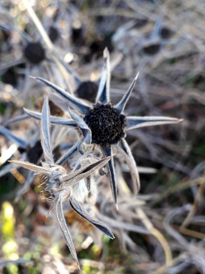 Pallenis spinosa fruit