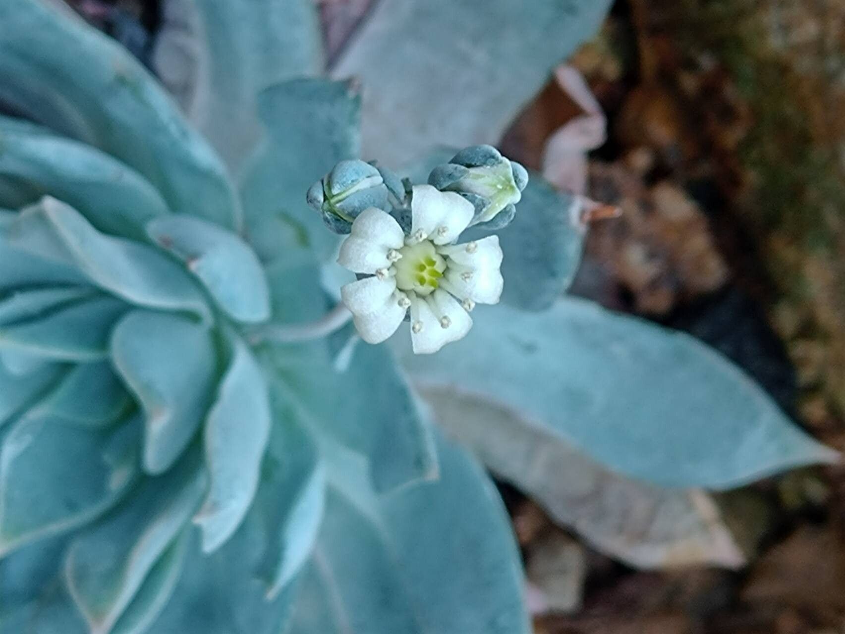 Sedum suaveolens flower