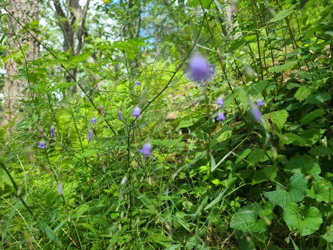 Campanula divaricata flower