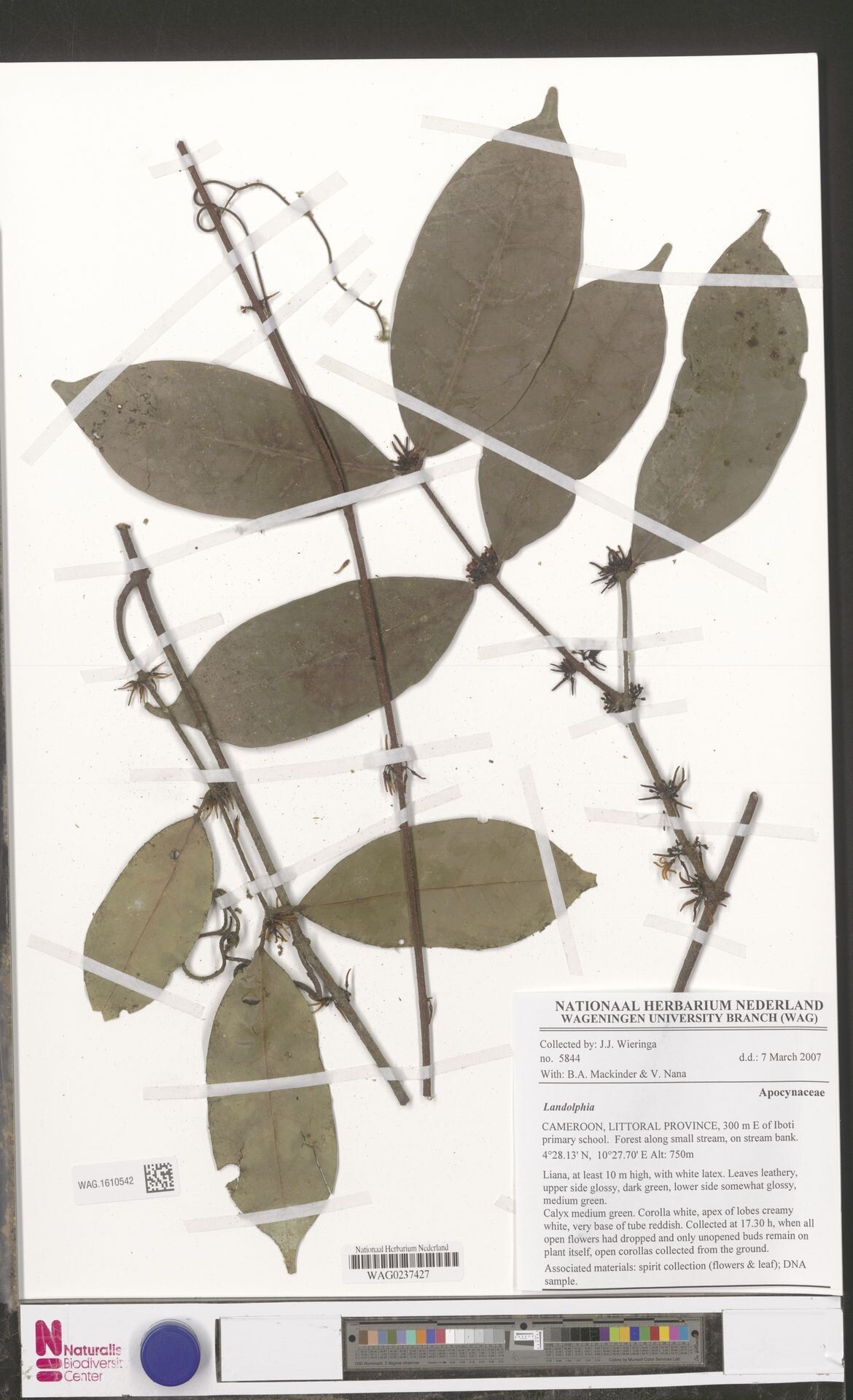 Landolphia leptantha — houseplant care guide