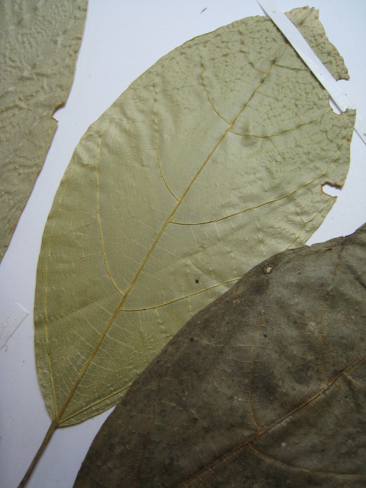 Quararibea duckei — search result for 'Quararibea'