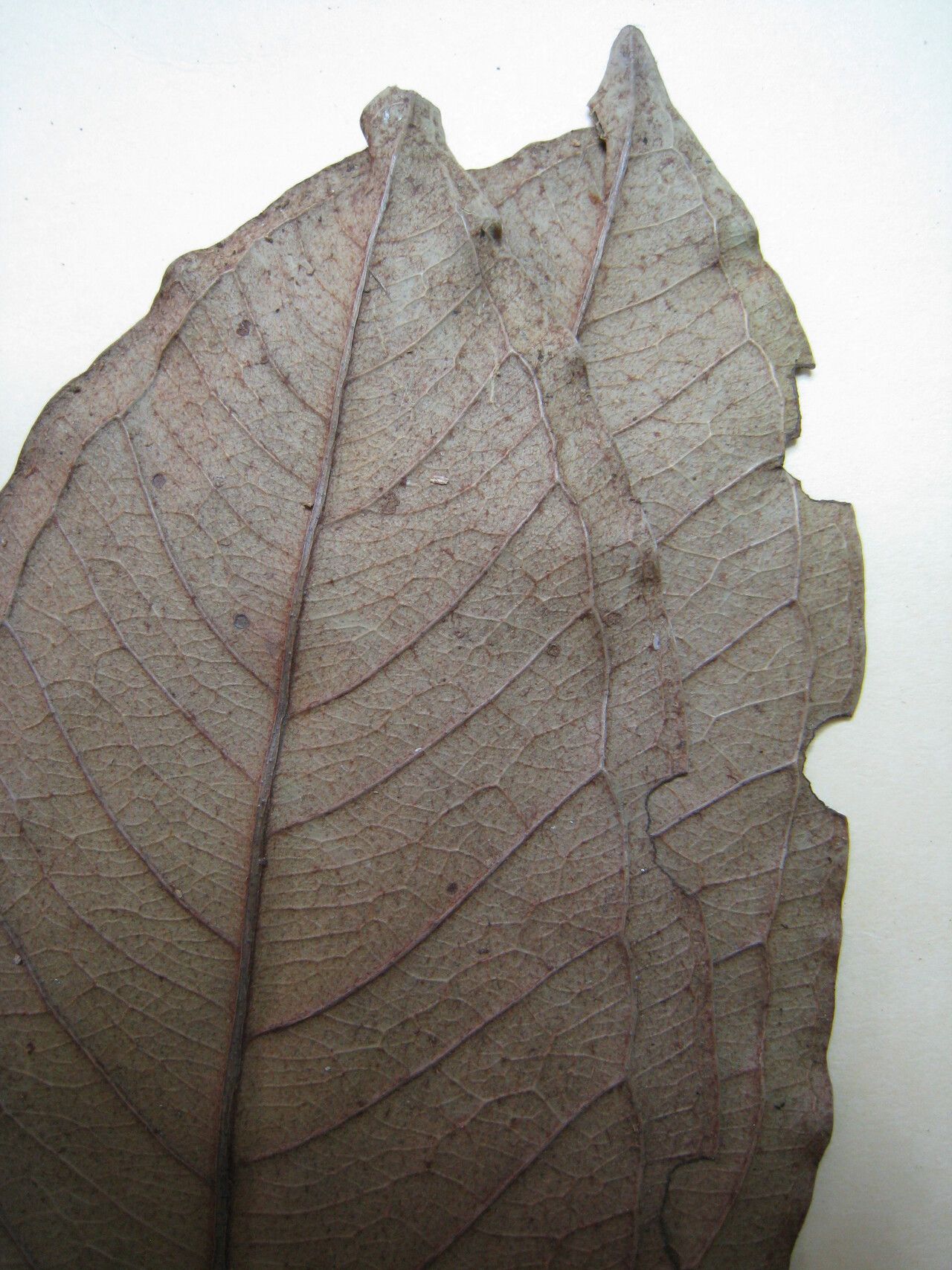 Eugenia cupulata other