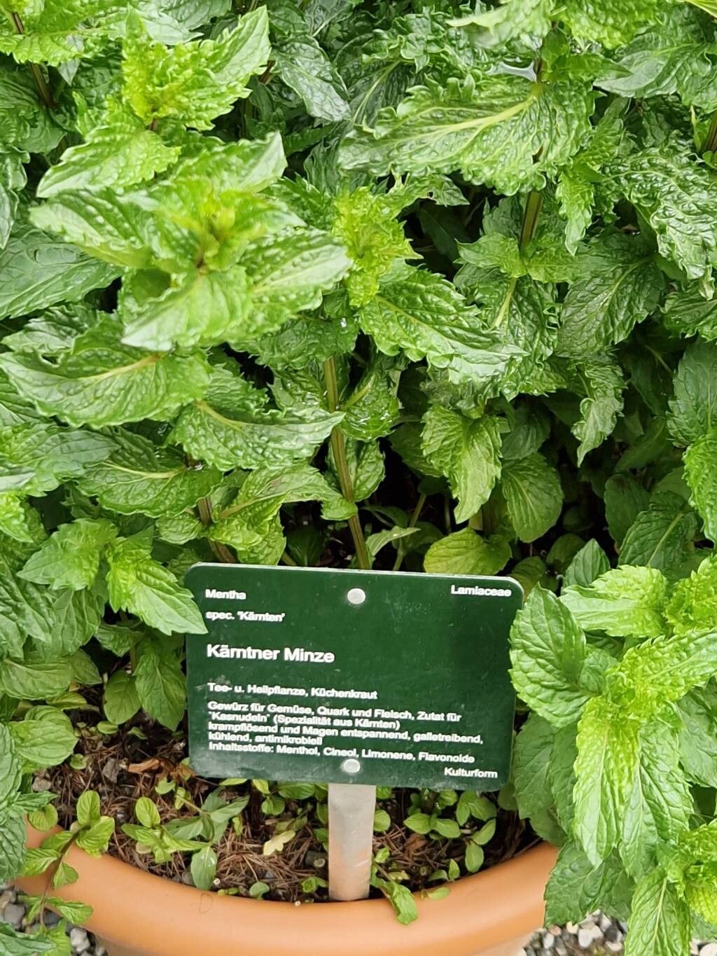 Mentha × carinthiaca other