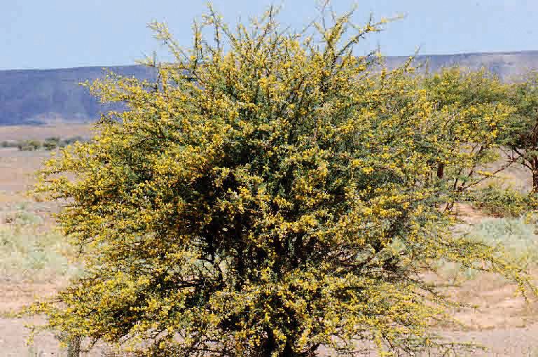 Vachellia flava leaf